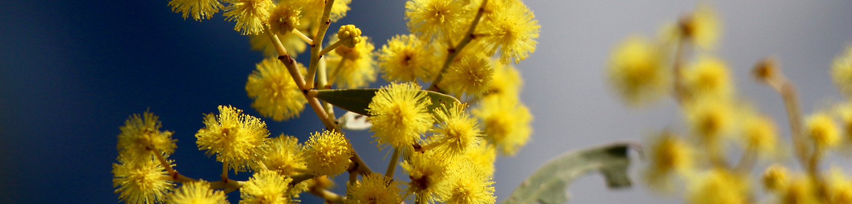 Savanna Fire Management Trust